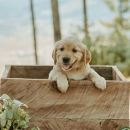 Golden Retriever Puppies from Elevation Retrievers