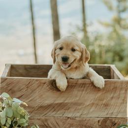 Golden Retriever Puppies from Elevation Retrievers