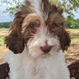 Tanzanite - Sheepadoodle puppy in Cleburne, Texas from DoodlesOjoy