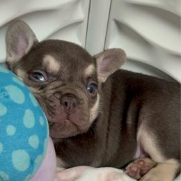Hershey - Tricolors female French Bulldog puppy in Boyne City, Michigan from Gichigami French Bulldogs