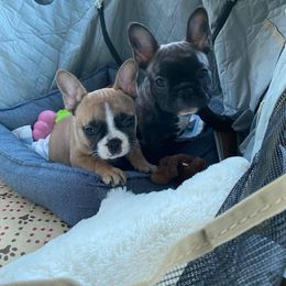 French Bulldog Puppies from Queens of the South