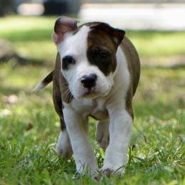 Boy 5 - male American Staffordshire Terrier puppy in St. Augustine, Florida from LBK & Ancient City