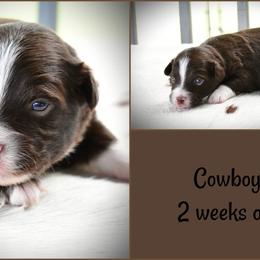 Cowboy - Red tri-color male Australian Shepherd puppy in Ranger, Texas from Outback Mini Aussies