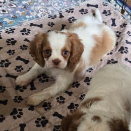 Chocolate Blenheim - Chocolate male Cavalier King Charles Spaniel puppy in Wimberley, Texas from Amazing AKC Puppies