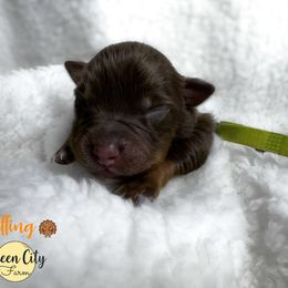Stuffing  (lime) - Red tri-color male Australian Shepherd puppy in Falmouth, Kentucky from Queen City Farm