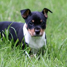 Rat Terrier Puppies from Walnut Acre Decker Terrier and ODT