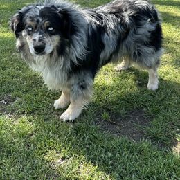 Rodeo - Miniature Australian Shepherd