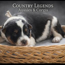 Bunny - Black tri female Miniature Australian Shepherd puppy in Missouri from Country Legends Aussies & Corgis