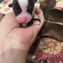Black collar boy - Sable male Pembroke Welsh Corgi puppy in Flat Rock, Alabama from Fluffy Butt Acres