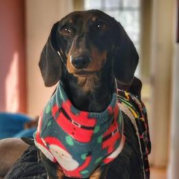 Felix - Black and tan male Dachshund puppy in Mountain Grove, Missouri from Blueprint K9 Dachshunds- www.BlueprintK9.com