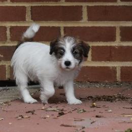 Enola Boy 2 - White and tan male Russell Terrier puppy in Middletown, Virginia from DBF Russell Terriers