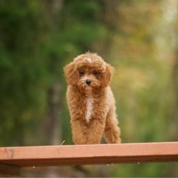 Baja Blast - Red male Cavapoo puppy in Deming, Washington from Heavenly Puppies to Love
