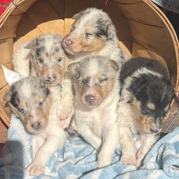 Collie puppies from Verterra Collies