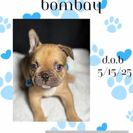 French Bulldog Puppies from Faux Real Frenchies