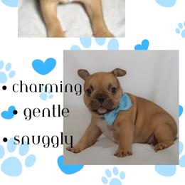 French Bulldog Puppies from Faux Real Frenchies