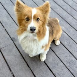 Ken - Pembroke Welsh Corgi