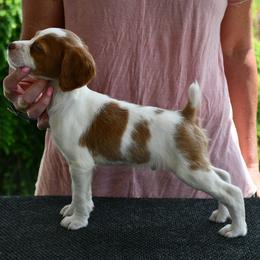 Oliver - Orange and white male Brittany puppy in Hollidaysburg, Pennsylvania from Royal Flush Farms