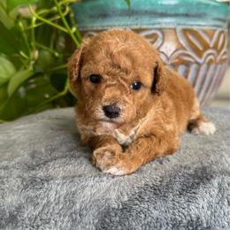 Apple - Apricot female Poodle puppy in Los Angeles, California from Exquisite Doodles