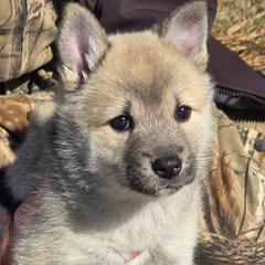 Female 1 - Wheaten female Norwegian Buhund puppy in Milford, Michigan from Zodiac Ranch