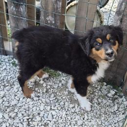 Nijur - Black tri female Miniature American Shepherd puppy in Marshfield, Missouri from Tntowne Miniature American Shepherds