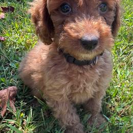AKC NATHAN (black collar) - Red  male Poodle puppy in Dallas, Georgia from West Cobb Dogs