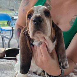 Tri laced female - Black brown and white female Basset Hound puppy in Mercedes, Texas from Long's Mount Olympus Basset Hounds