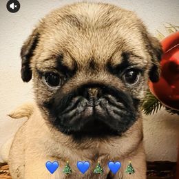 Boy 1 - male Pug puppy in Mayo, Florida from Lyons Heart Pups