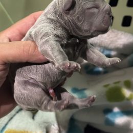 Boy 1 - French Bulldog puppy from Old Frenchie Air Corp