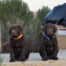 Anatolian Shepherd Dog and Labrador Retriever Puppies from Learning With Dogs