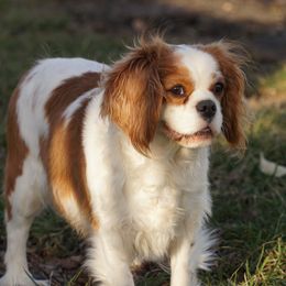Juno - Cavalier King Charles Spaniel