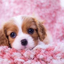 Cavalier King Charles Spaniel and Dalmatian Puppies from Cadence Hall