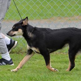 Lapponian Herders from Tuulikki Kennels