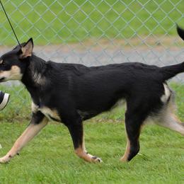 Lapponian Herders from Tuulikki Kennels