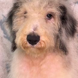 Boy 6 - Black and white male Aussiedoodle puppy in Punta Gorda, Florida from Blitzenhaus Working Dogs-Home of the Working Czech Shepherd and Rottweiler and Splash of Color Aussiedoodles