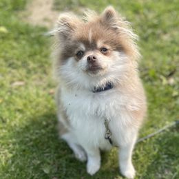 Pomeranians from Wildwood Poms