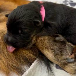 Pink Collar - Black and red female German Shepherd puppy in Davie, Florida from Vom Broward Haus
