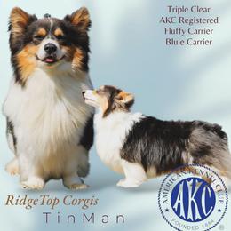 Tin Man - Pembroke Welsh Corgi