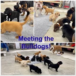 Labrador Retriever Puppies from Bluegrass Labradors