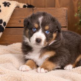 Thackery - Red tri-color male Australian Shepherd puppy in Placerville, California from BFF Aussies