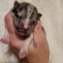 Pomeranian Puppies from Paradise Point Pomeranians