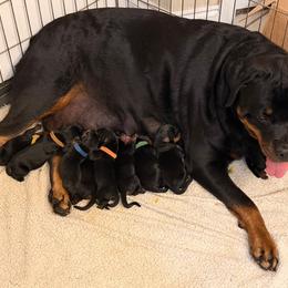 Boy 3 - Black and mahogany male Rottweiler puppy in Gulf Breeze, Florida from Von Ratermann Rottweilers