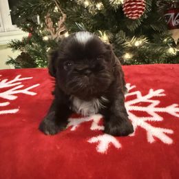 Bahamas - Chocolate female Shih Tzu puppy in Success, Missouri from Sweet Success
