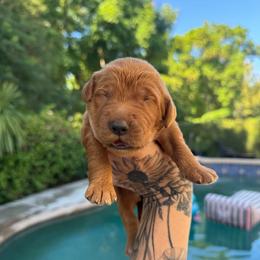 Girl 4 - Apricot female Goldendoodle puppy in La Verne, California from Marshall Goldendoodles