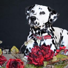 Basset Hound and Dalmatian Puppies from Lazy B Bassets and Dalmatians