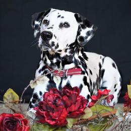 Basset Hound and Dalmatian Puppies from Lazy B Bassets and Dalmatians