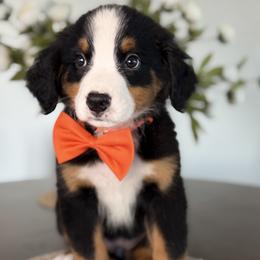 Sierra - Orange Girl - female Bernese Mountain Dog puppy in Redlands, California from Kiss The Doodlez