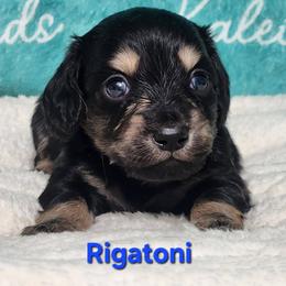Rigatoni - Black and tan male Dachshund puppy in Mount Sherman, Kentucky from Kaleidoscope Dachshunds and Whippets