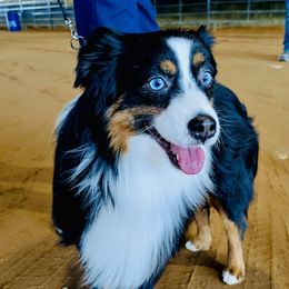 Ty - Toy Australian Shepherd