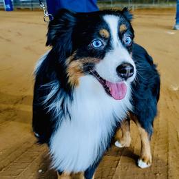 Ty - Toy Australian Shepherd