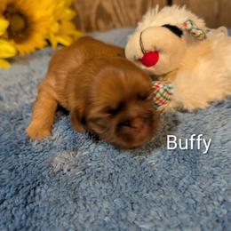 Girl 3 - female Shih Tzu puppy in Ruffs Dale, Pennsylvania from RAM Shih Tzus Rolling Hills of PA